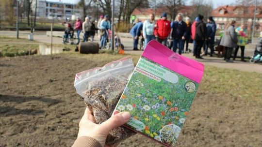 Kwietne łąki w parku przy ul. Mickiewicza