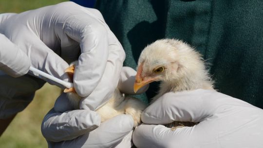 Potwierdzony przypadek ptasiej grypy u człowieka. Czeka nas nowa epidemia?