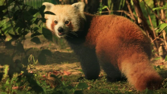Zoo Gdańsk – największe w Polsce! Najważniejsze informacje