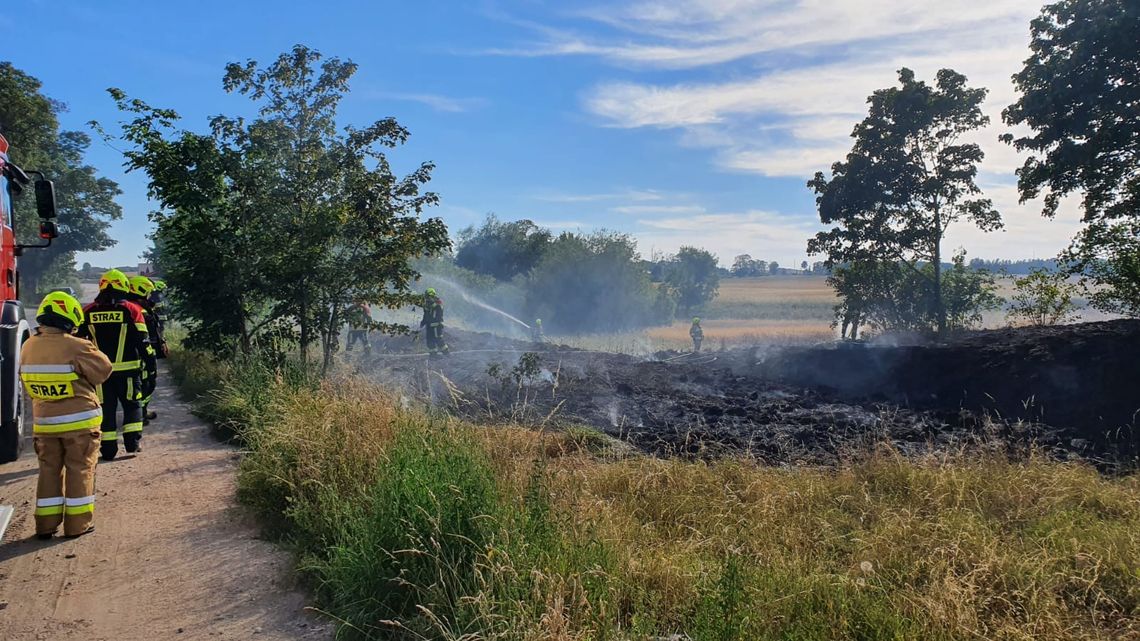 Pożar traw w Gołębiewku