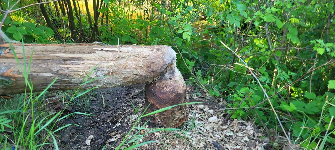 Pożary traw i powalone drzewo – OSP Cedry Wielkie podsumowała weekend