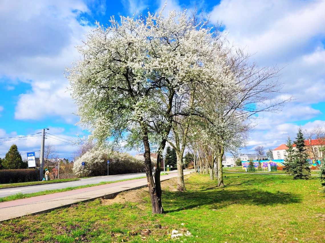 „Pruszcz zatrzymany w kadrze” - konkurs fotograficzny